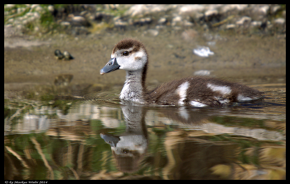 Nilgans-Nachwuchs 3