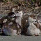 Nilgans Nachwuchs