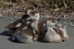 Nilgans Nachwuchs