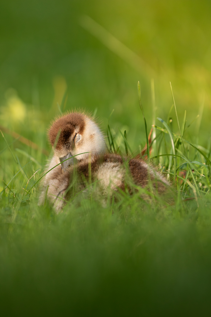 Nilgans Nachwuchs