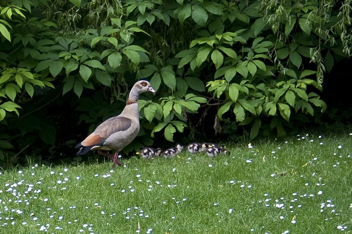 Nilgans-Nachwuchs