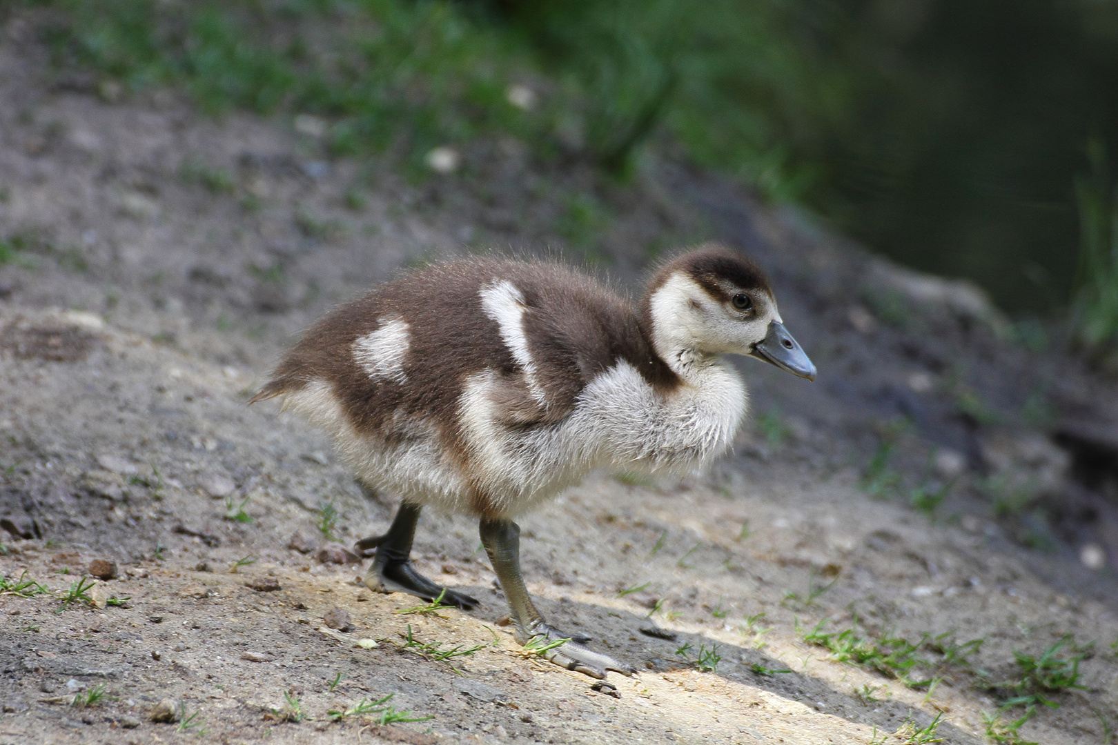 Nilgans Nachwuchs