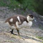 Nilgans Nachwuchs