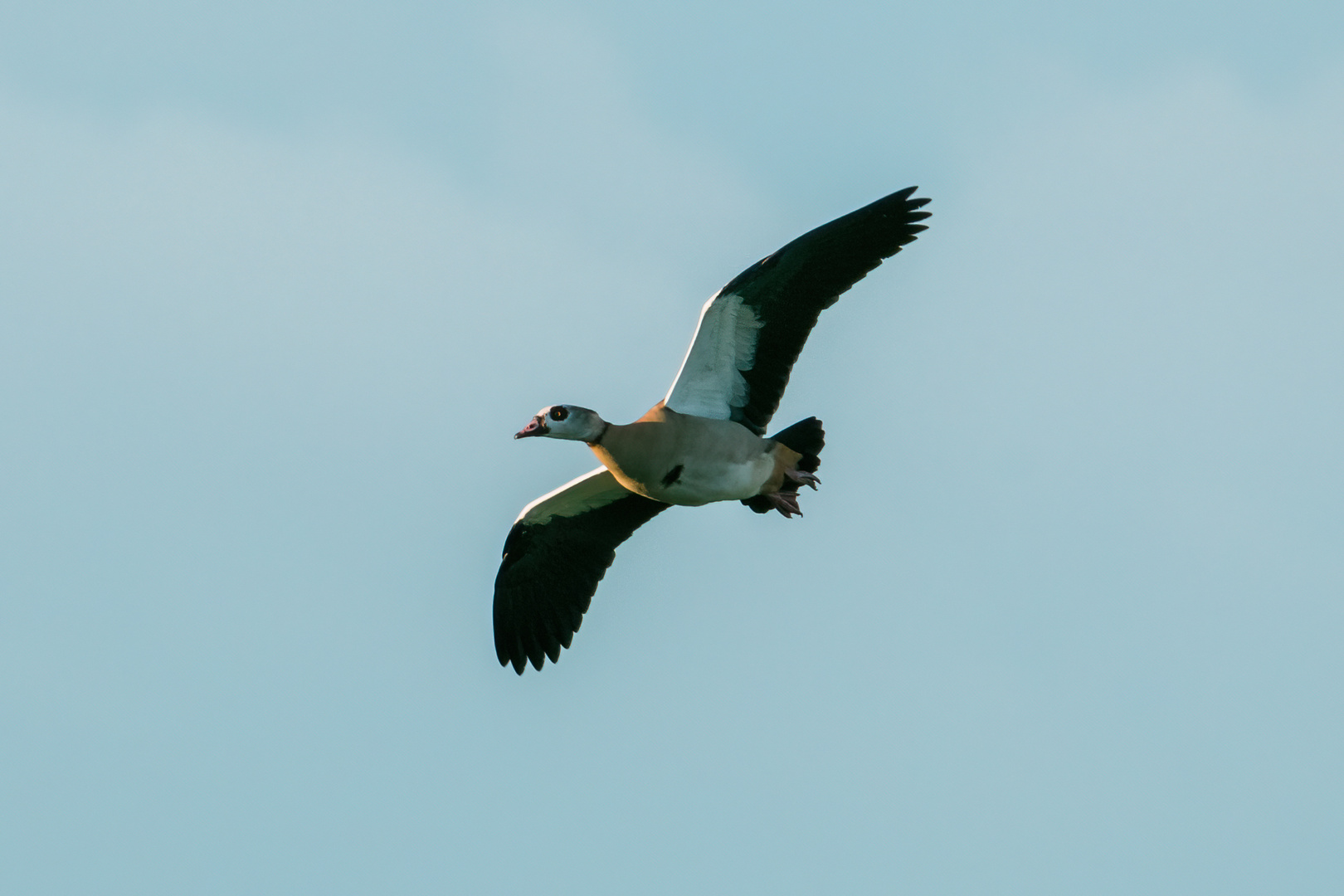 Nilgans Nähe Lorsch 1 2020