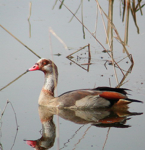 Nilgans nicht am Nil sondern am Rhein