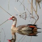 Nilgans nicht am Nil sondern am Rhein