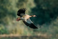 Nilgänse