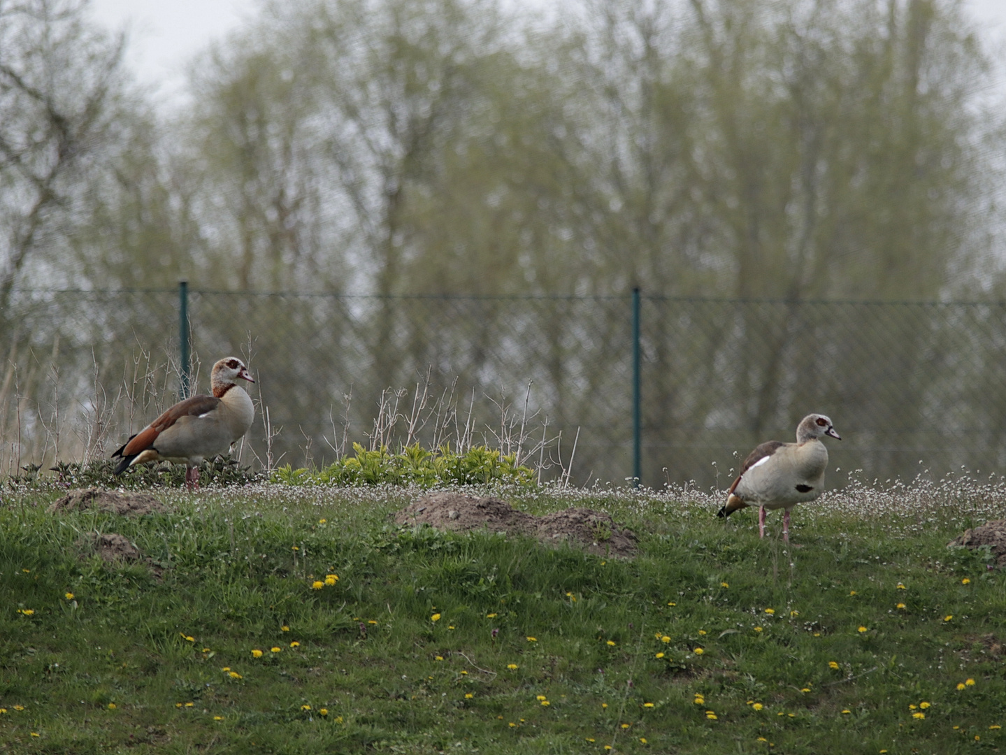 Nilgans Paar