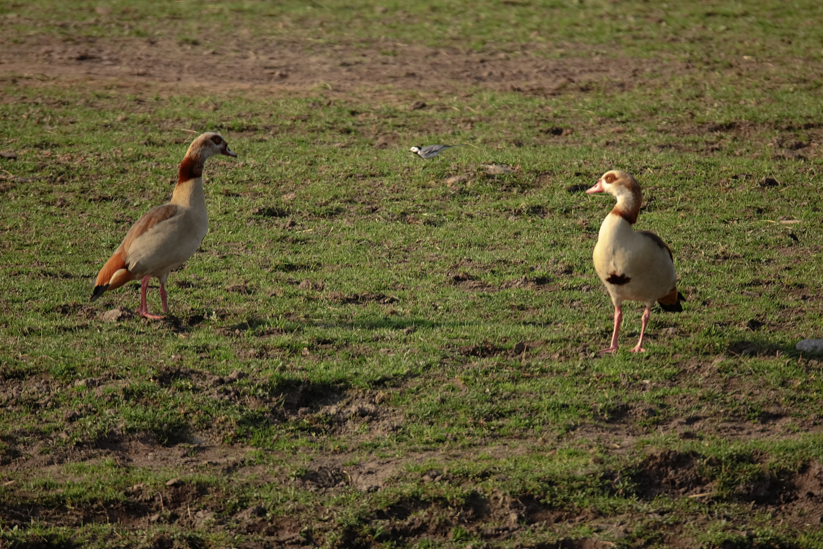 Nilgans Paar