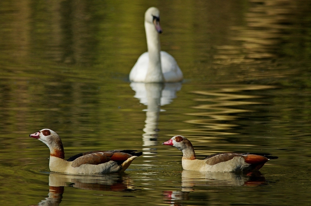 Nilgans-Paar