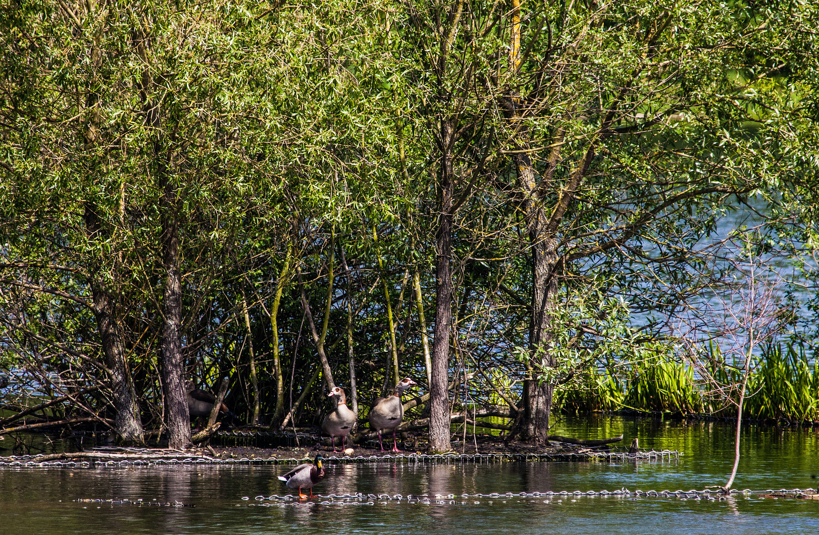 Nilgans-Paar auf seiner Insel