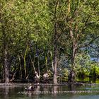 Nilgans-Paar auf seiner Insel