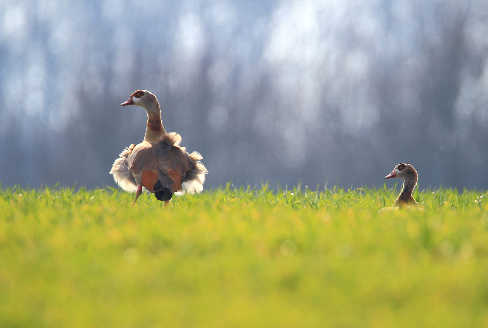 Nilgans-Paar