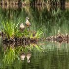 Nilgans Paar