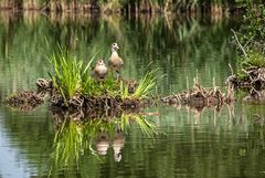 Nilgans Paar