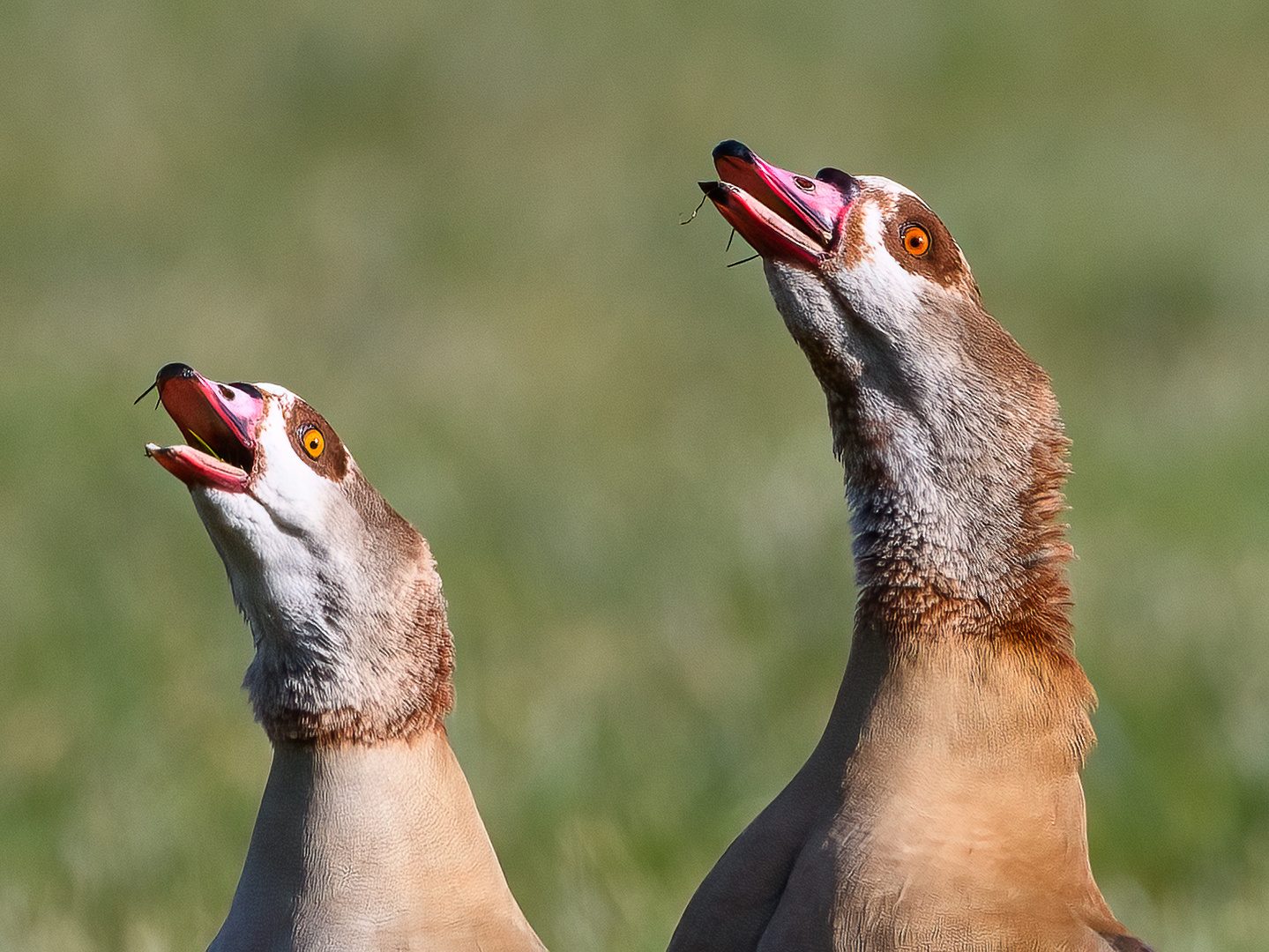 Nilgans-Paar in Alarmbereitschaft