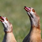 Nilgans-Paar in Alarmbereitschaft