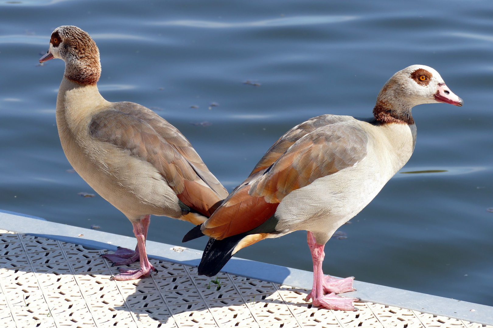 Nilgans-Pärchen