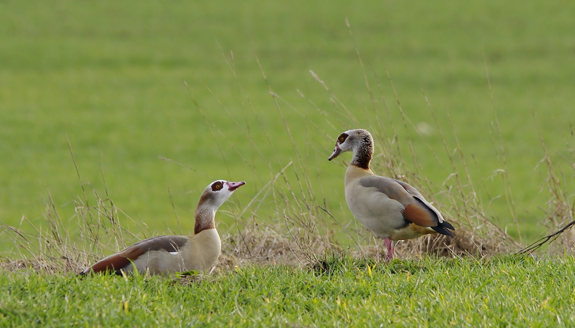 Nilgans-Pärchen