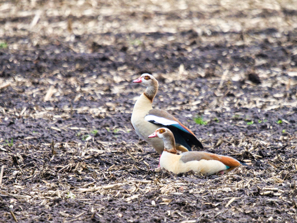 Nilgans Pärchen