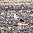 Nilgans Pärchen