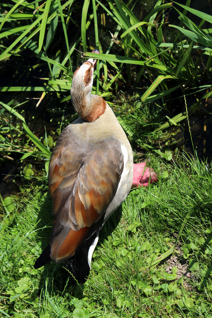 Nilgans Papa - er wchte an Land neben den Jungen