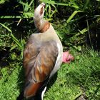 Nilgans Papa - er wchte an Land neben den Jungen