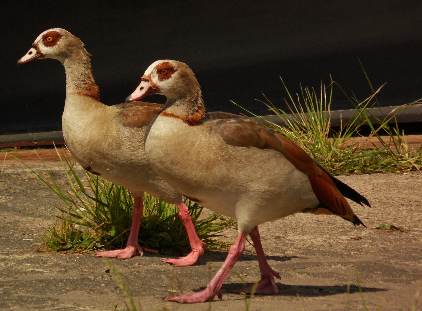 Nilgans-Patrouille