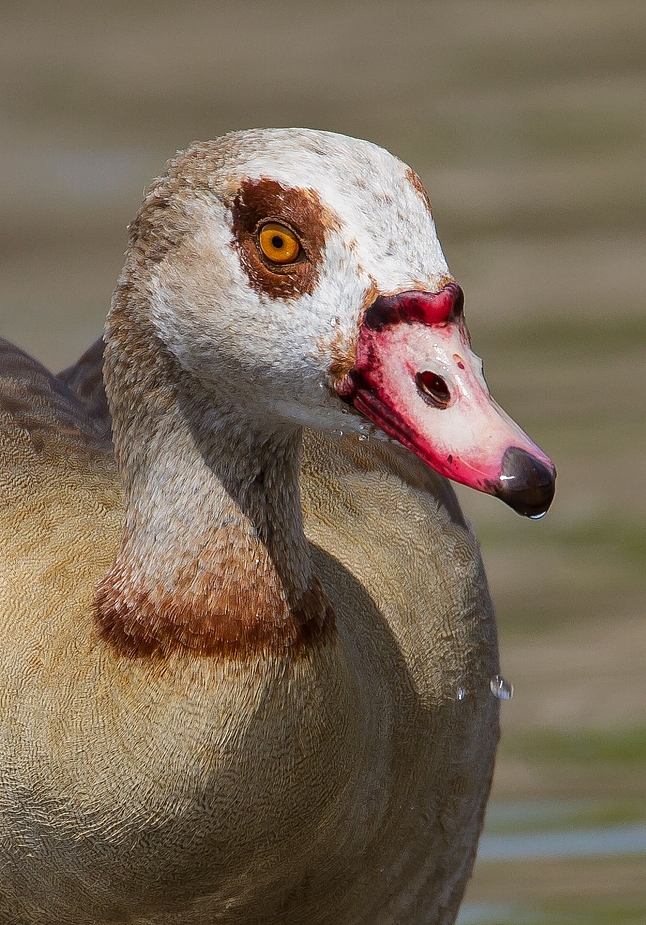 Nilgans - Porträt