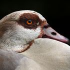 Nilgans, Porträt