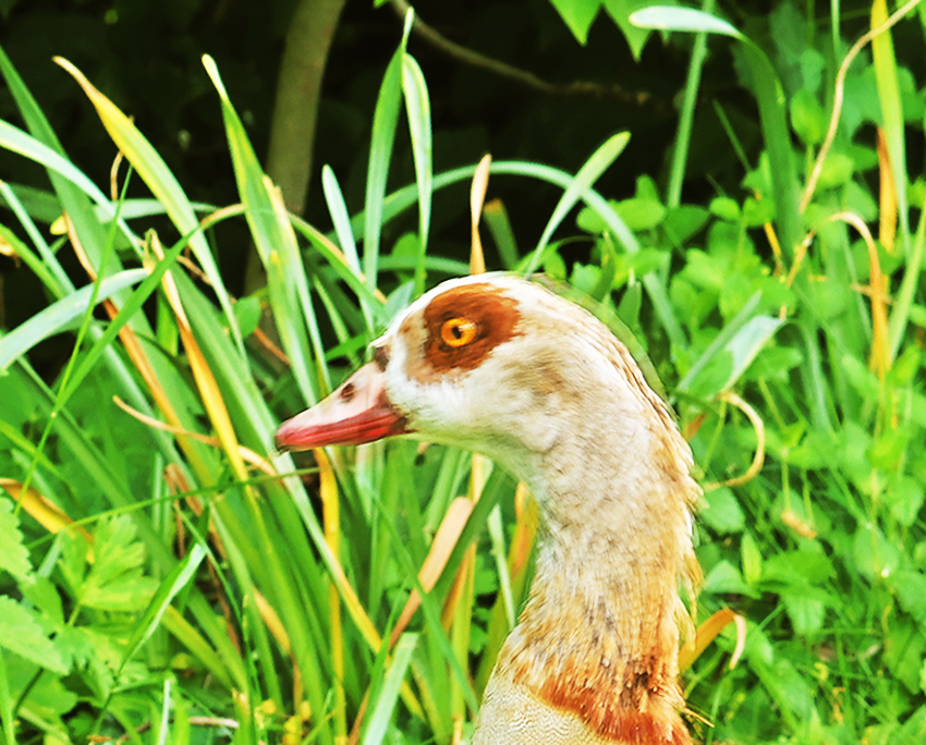 Nilgans-Porträt