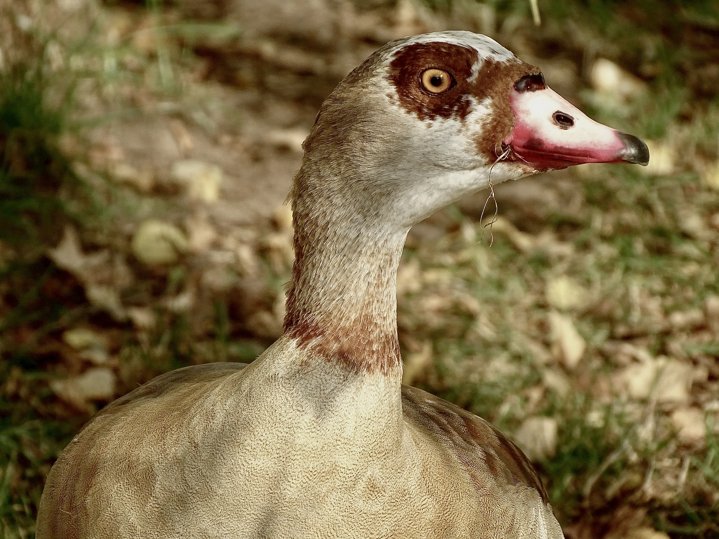 Nilgans-Porträt 