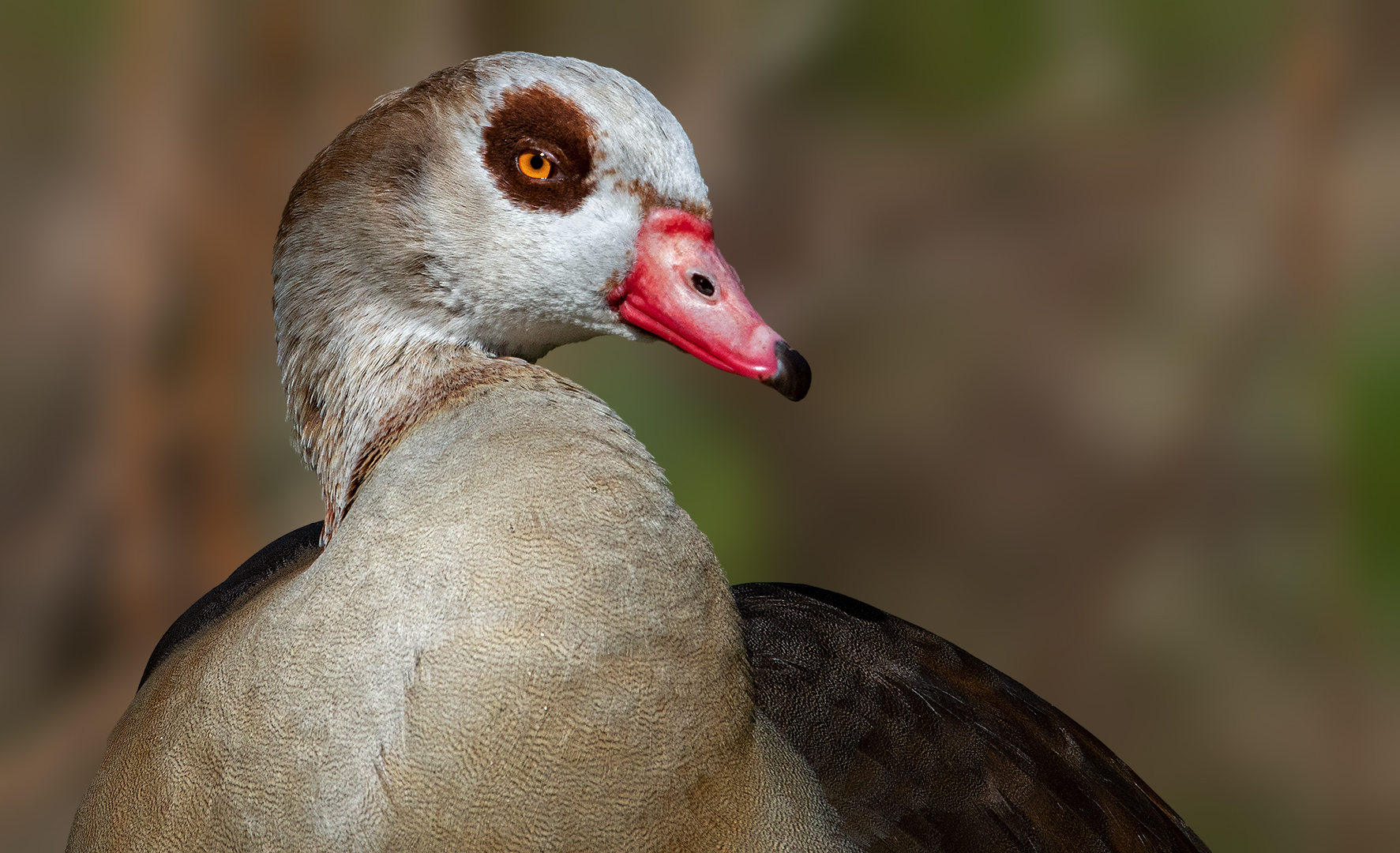 Nilgans-Portrait 001 