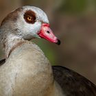 Nilgans-Portrait 001 