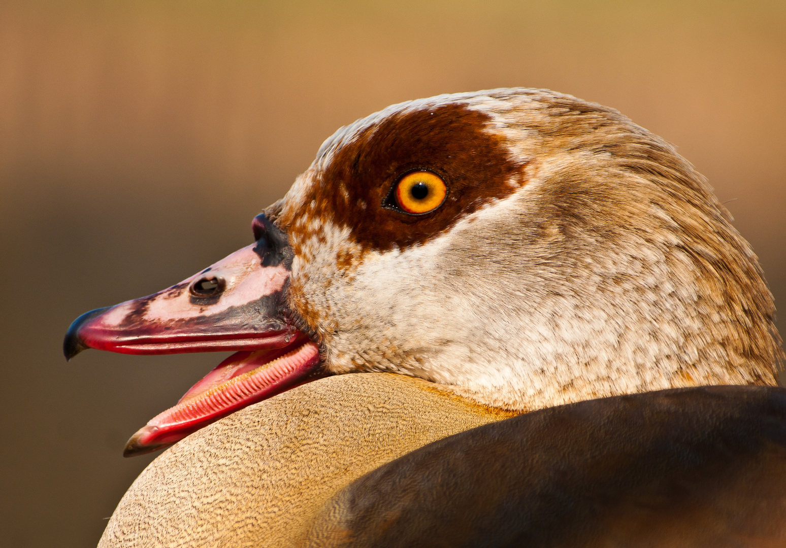 Nilgans Portrait 02