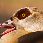 Nilgans Portrait 02