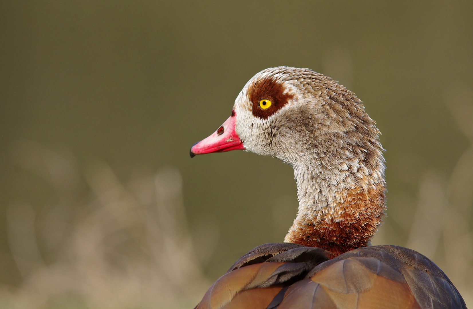 Nilgans - Portrait