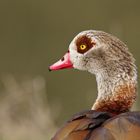 Nilgans - Portrait