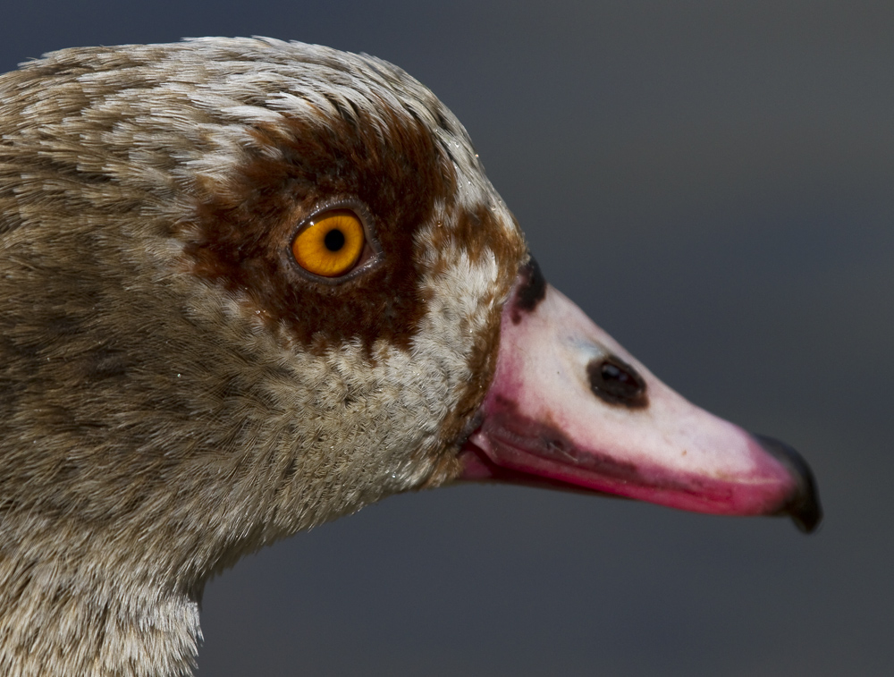 Nilgans-Portrait...