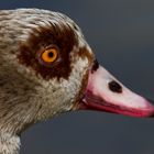 Nilgans-Portrait...