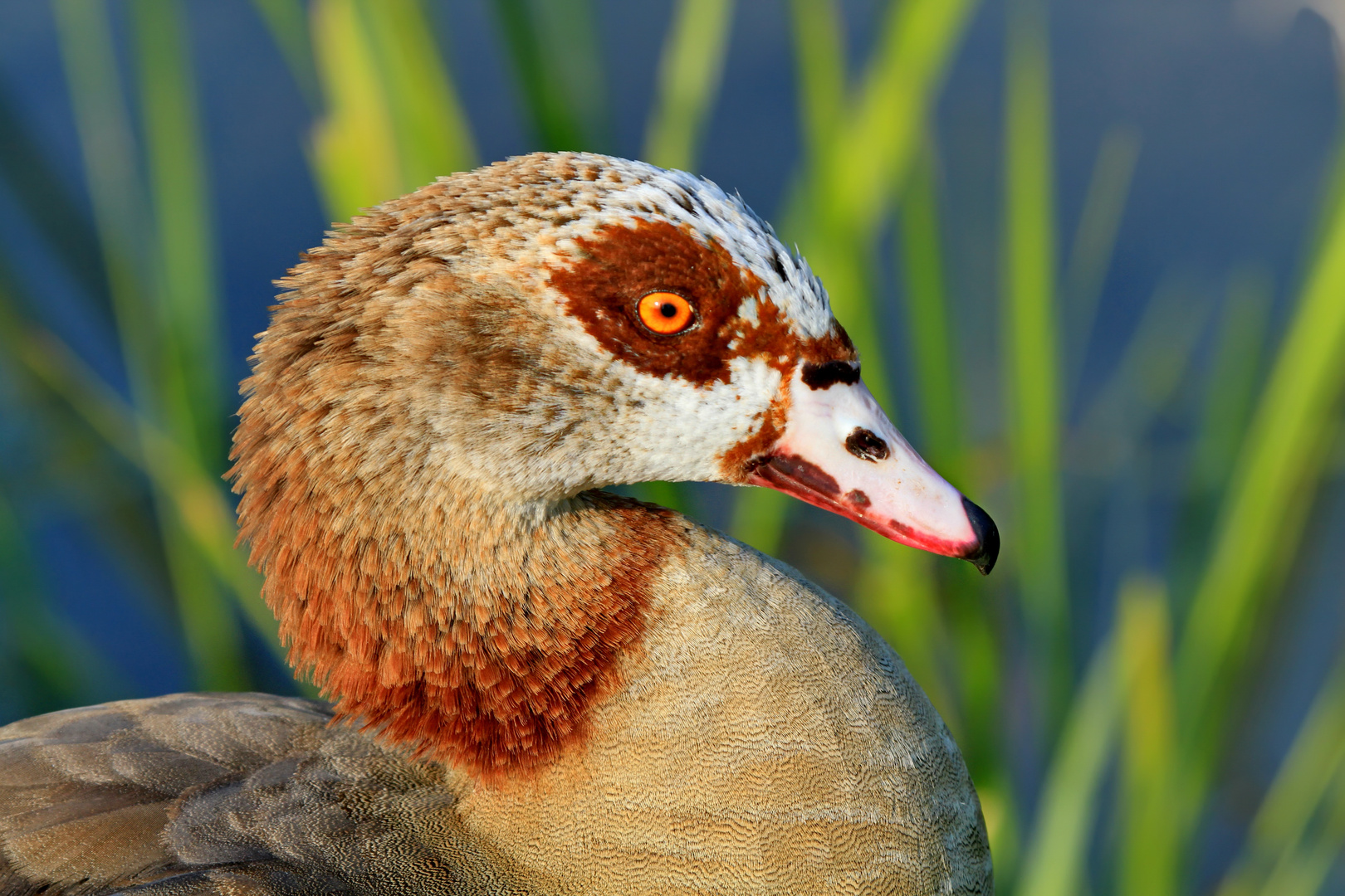 Nilgans Portrait