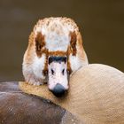 Nilgans-Portrait