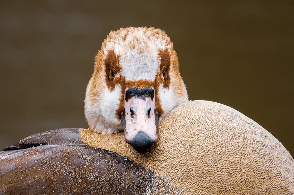 Nilgans-Portrait