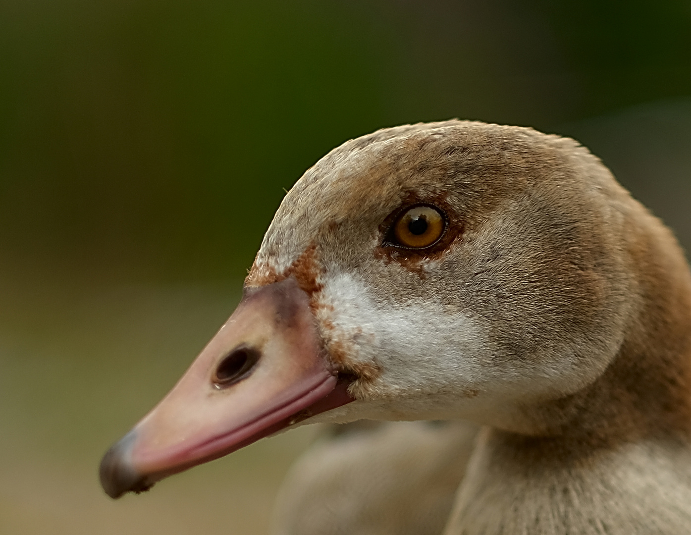 Nilgans Portrait