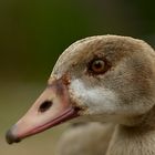 Nilgans Portrait