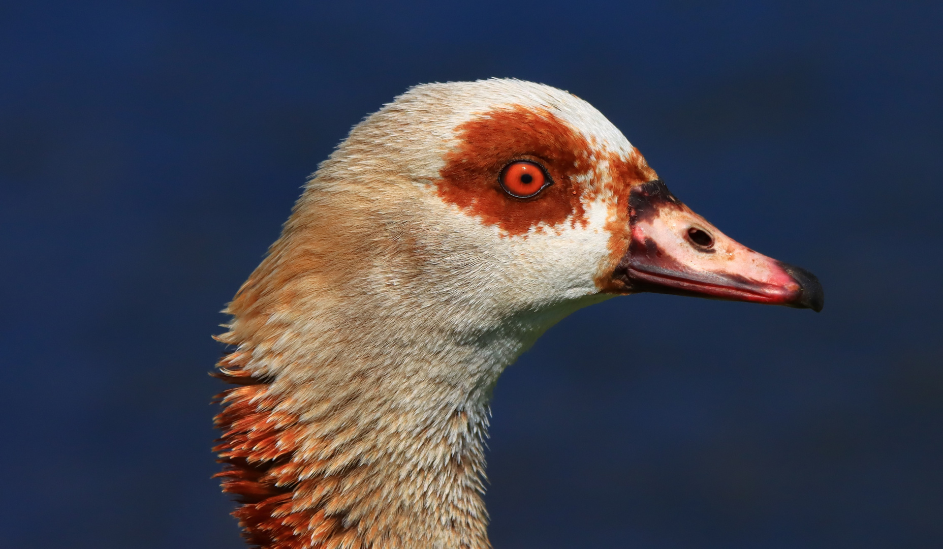 Nilgans Portrait