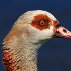 Nilgans Portrait