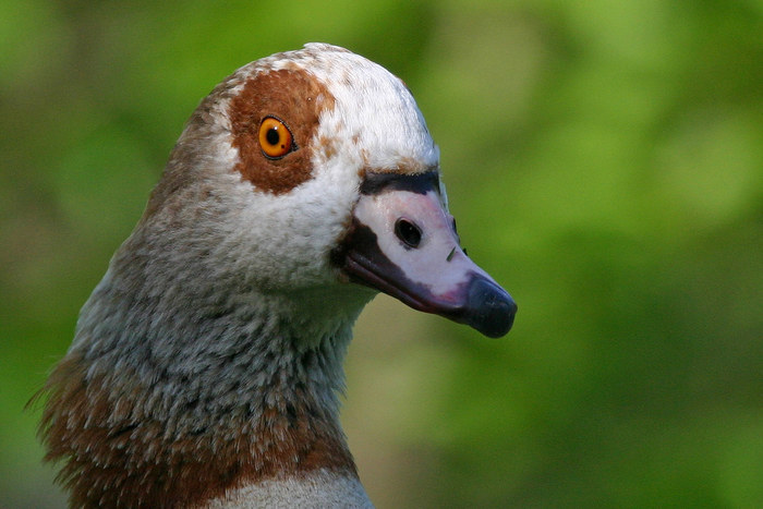 Nilgans-Portrait