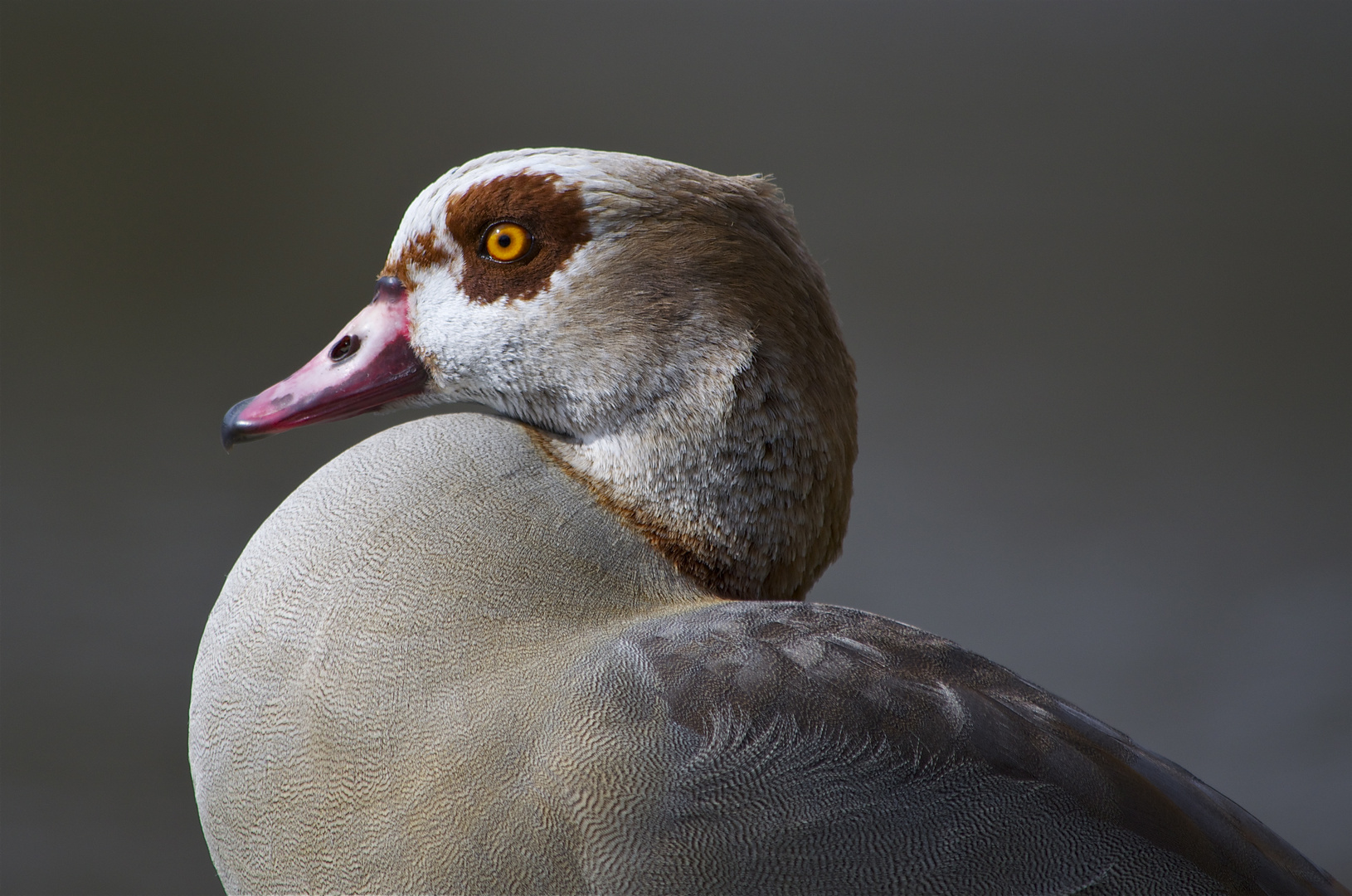 Nilgans Portrait