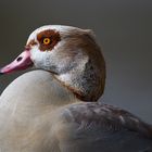 Nilgans Portrait